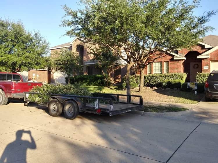 Tree removal completed project