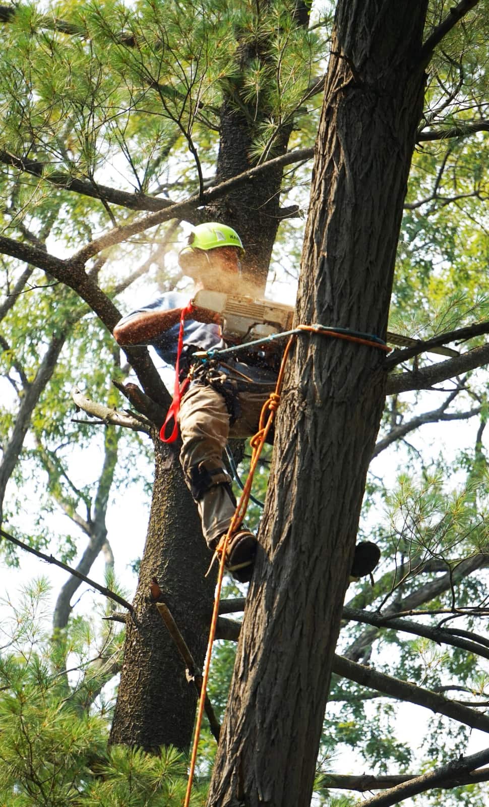 Tree trimming project Dallas