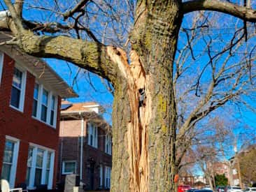 Emergency tree service Dallas