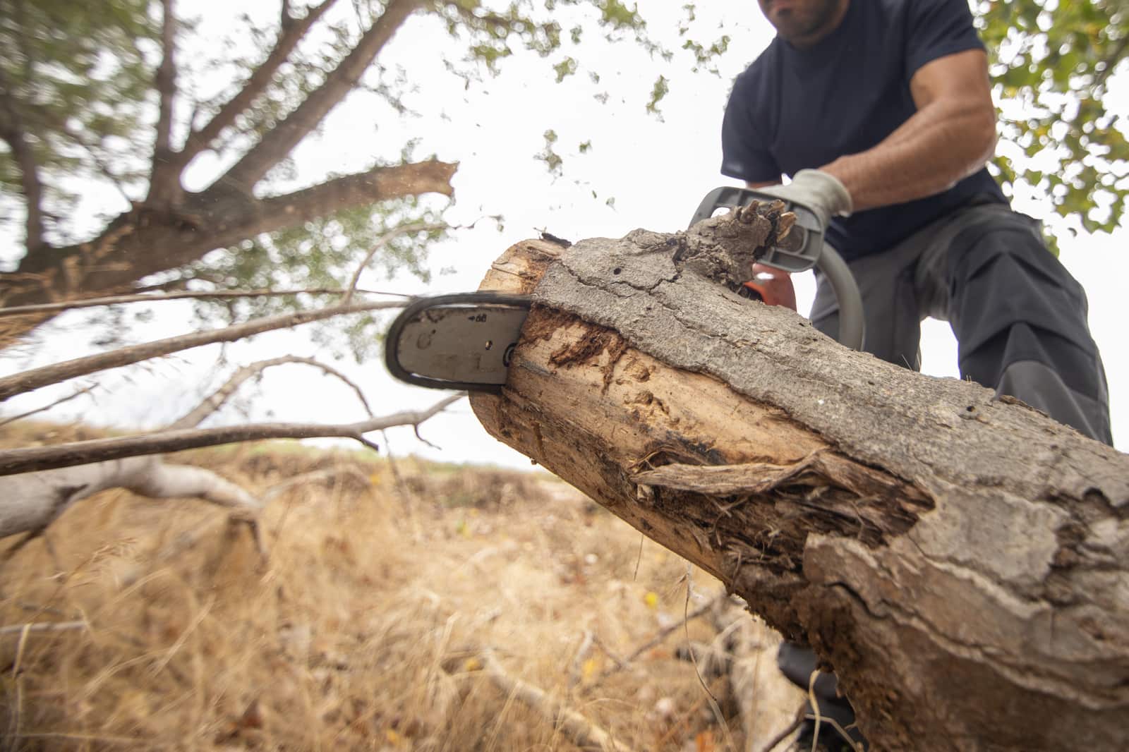 Stump grinding Dallas