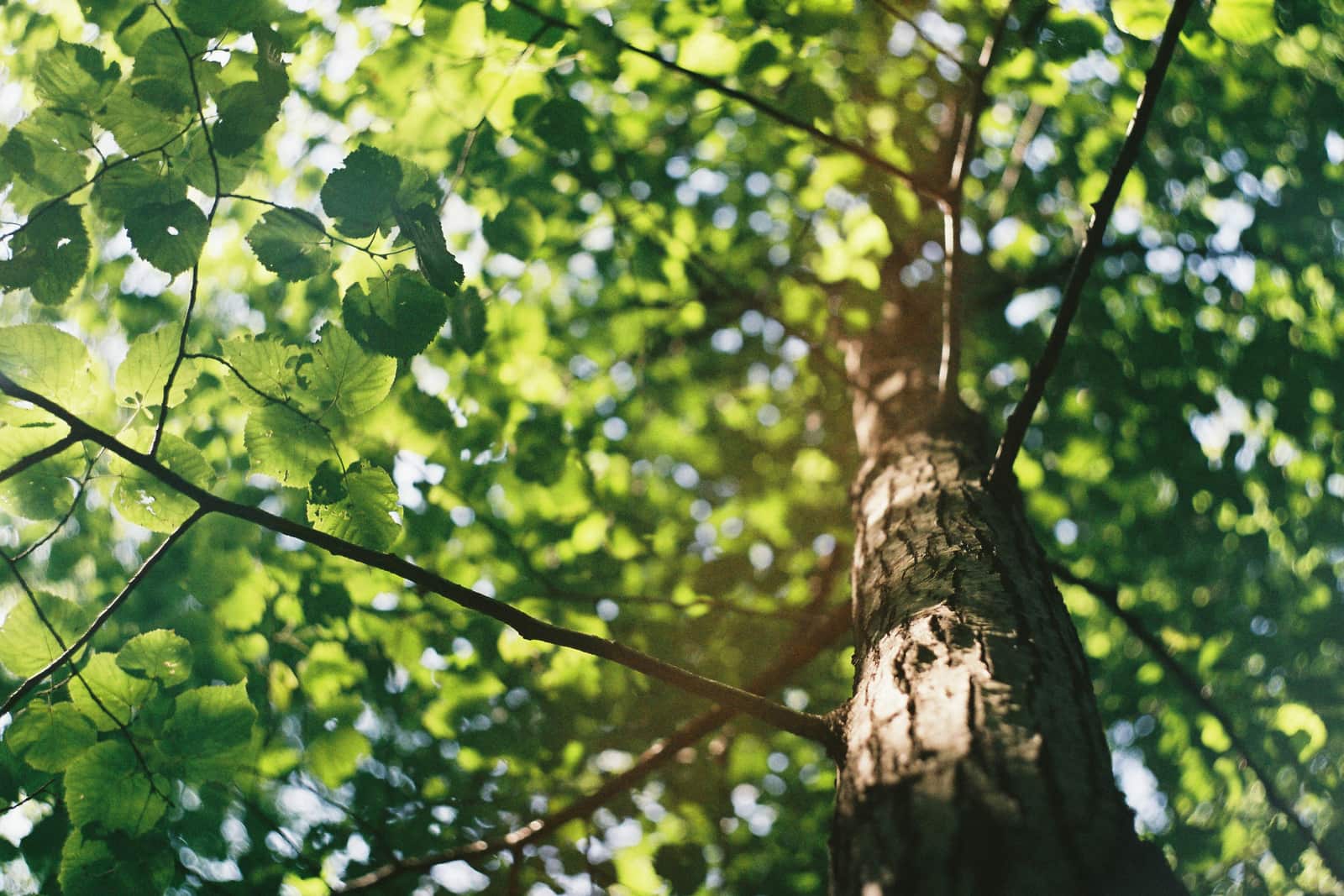 Tree health consultation Dallas