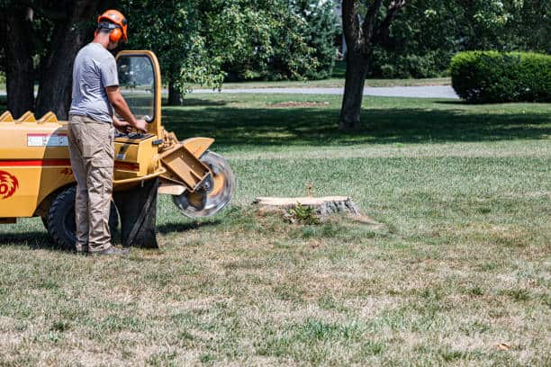 Tree removal service Dallas