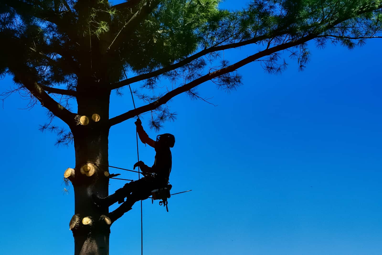 Tree pruning and trimming Dallas